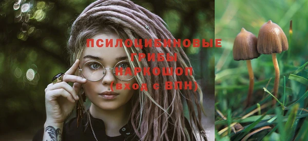 стаф Богданович